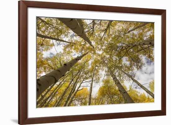 Colorado, Gunnison National Forest. Aspen Trees in Autumn-Jaynes Gallery-Framed Photographic Print