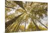Colorado, Gunnison National Forest. Aspen Trees in Autumn-Jaynes Gallery-Mounted Photographic Print