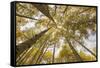 Colorado, Gunnison National Forest. Aspen Trees in Autumn-Jaynes Gallery-Framed Stretched Canvas