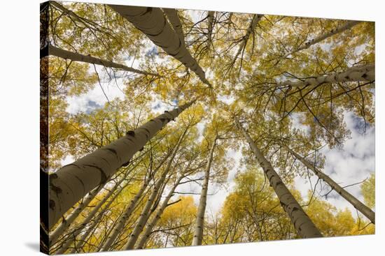 Colorado, Gunnison National Forest. Aspen Trees in Autumn-Jaynes Gallery-Stretched Canvas