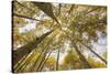 Colorado, Gunnison National Forest. Aspen Trees in Autumn-Jaynes Gallery-Stretched Canvas