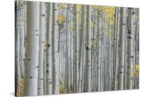 Colorado, Gunnison National Forest, Aspen Trunks with Autumn Color-Rob Tilley-Stretched Canvas