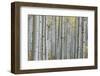 Colorado, Gunnison National Forest, Aspen Trunks with Autumn Color-Rob Tilley-Framed Photographic Print