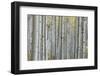 Colorado, Gunnison National Forest, Aspen Trunks with Autumn Color-Rob Tilley-Framed Photographic Print