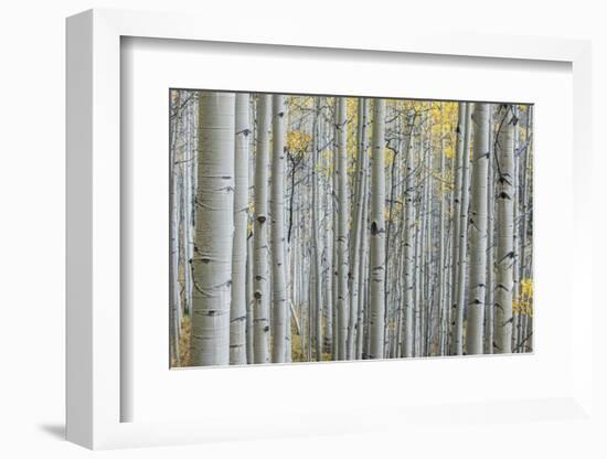 Colorado, Gunnison National Forest, Aspen Trunks with Autumn Color-Rob Tilley-Framed Photographic Print