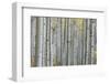 Colorado, Gunnison National Forest, Aspen Trunks with Autumn Color-Rob Tilley-Framed Photographic Print