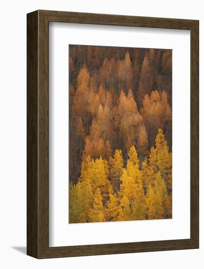 Colorado, Gunnison National Forest. Hillside of Aspen Trees in Autumn-Jaynes Gallery-Framed Photographic Print