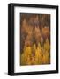 Colorado, Gunnison National Forest. Hillside of Aspen Trees in Autumn-Jaynes Gallery-Framed Photographic Print