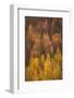 Colorado, Gunnison National Forest. Hillside of Aspen Trees in Autumn-Jaynes Gallery-Framed Photographic Print