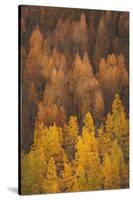 Colorado, Gunnison National Forest. Hillside of Aspen Trees in Autumn-Jaynes Gallery-Stretched Canvas