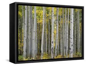 Colorado, Gunnison National Forest, Mature Grove of Quaking Aspen Displays Fall Color-John Barger-Framed Stretched Canvas