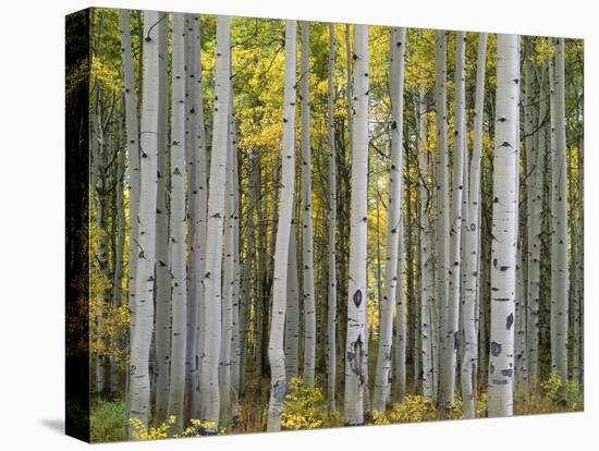Colorado, Gunnison National Forest, Mature Grove of Quaking Aspen Displays Fall Color-John Barger-Stretched Canvas