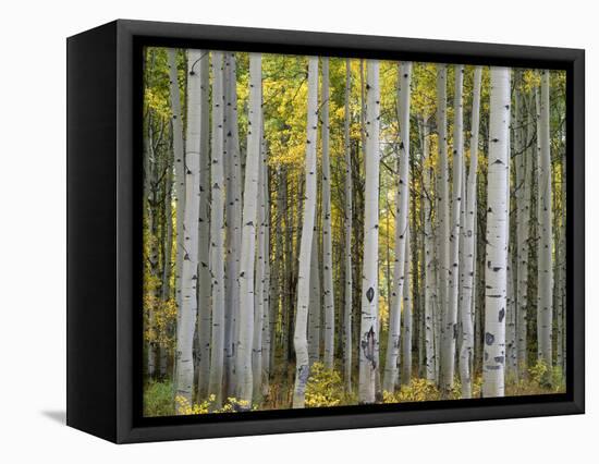 Colorado, Gunnison National Forest, Mature Grove of Quaking Aspen Displays Fall Color-John Barger-Framed Stretched Canvas