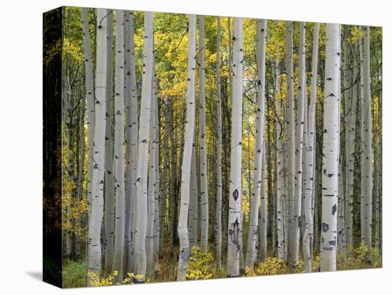 Colorado, Gunnison National Forest, Mature Grove of Quaking Aspen Displays Fall Color-John Barger-Stretched Canvas