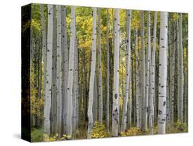 Colorado, Gunnison National Forest, Mature Grove of Quaking Aspen Displays Fall Color-John Barger-Stretched Canvas