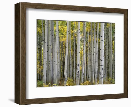 Colorado, Gunnison National Forest, Mature Grove of Quaking Aspen Displays Fall Color-John Barger-Framed Photographic Print