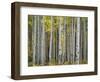 Colorado, Gunnison National Forest, Mature Grove of Quaking Aspen Displays Fall Color-John Barger-Framed Photographic Print