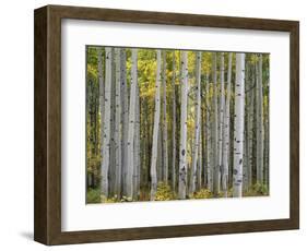 Colorado, Gunnison National Forest, Mature Grove of Quaking Aspen Displays Fall Color-John Barger-Framed Photographic Print