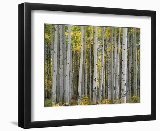 Colorado, Gunnison National Forest, Mature Grove of Quaking Aspen Displays Fall Color-John Barger-Framed Photographic Print