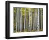 Colorado, Gunnison National Forest, Mature Grove of Quaking Aspen Displays Fall Color-John Barger-Framed Photographic Print