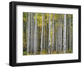 Colorado, Gunnison National Forest, Mature Grove of Quaking Aspen Displays Fall Color-John Barger-Framed Photographic Print