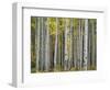 Colorado, Gunnison National Forest, Mature Grove of Quaking Aspen Displays Fall Color-John Barger-Framed Photographic Print