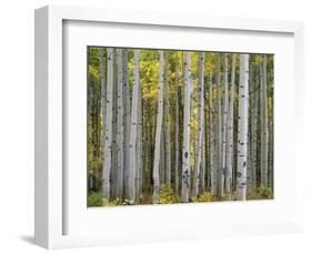 Colorado, Gunnison National Forest, Mature Grove of Quaking Aspen Displays Fall Color-John Barger-Framed Photographic Print