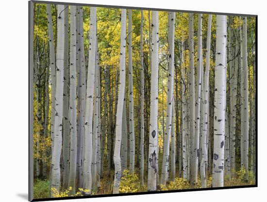 Colorado, Gunnison National Forest, Mature Grove of Quaking Aspen Displays Fall Color-John Barger-Mounted Photographic Print