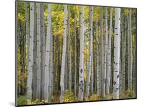 Colorado, Gunnison National Forest, Mature Grove of Quaking Aspen Displays Fall Color-John Barger-Mounted Photographic Print