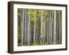 Colorado, Gunnison National Forest, Mature Grove of Quaking Aspen Displays Fall Color-John Barger-Framed Photographic Print