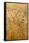 Colorado, Gunnison National Park. Close Up of Golden Grasses-Jaynes Gallery-Framed Stretched Canvas