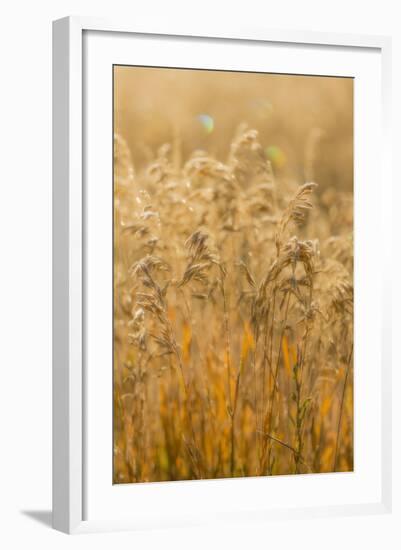Colorado, Gunnison National Park. Close Up of Golden Grasses-Jaynes Gallery-Framed Photographic Print