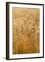 Colorado, Gunnison National Park. Close Up of Golden Grasses-Jaynes Gallery-Framed Photographic Print