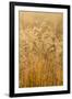 Colorado, Gunnison National Park. Close Up of Golden Grasses-Jaynes Gallery-Framed Photographic Print