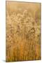 Colorado, Gunnison National Park. Close Up of Golden Grasses-Jaynes Gallery-Mounted Photographic Print