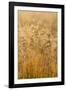 Colorado, Gunnison National Park. Close Up of Golden Grasses-Jaynes Gallery-Framed Photographic Print