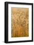 Colorado, Gunnison National Park. Close Up of Golden Grasses-Jaynes Gallery-Framed Photographic Print