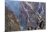 Colorado, Gunnison National Park. Scenic of Black Canyon-Jaynes Gallery-Mounted Photographic Print