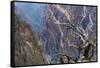 Colorado, Gunnison National Park. Scenic of Black Canyon-Jaynes Gallery-Framed Stretched Canvas