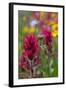 Colorado, Jones Pass, Alpine Wildflowers with Paintbrush-Judith Zimmerman-Framed Photographic Print