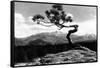 Colorado - Longs Peak from the Lone Pine on High Drive-Lantern Press-Framed Stretched Canvas