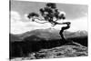 Colorado - Longs Peak from the Lone Pine on High Drive-Lantern Press-Stretched Canvas