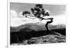 Colorado - Longs Peak from the Lone Pine on High Drive-Lantern Press-Framed Art Print