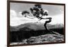 Colorado - Longs Peak from the Lone Pine on High Drive-Lantern Press-Framed Art Print