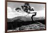 Colorado - Longs Peak from the Lone Pine on High Drive-Lantern Press-Framed Art Print