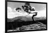 Colorado - Longs Peak from the Lone Pine on High Drive-Lantern Press-Framed Art Print