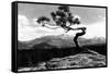 Colorado - Longs Peak from the Lone Pine on High Drive-Lantern Press-Framed Stretched Canvas