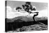 Colorado - Longs Peak from the Lone Pine on High Drive-Lantern Press-Stretched Canvas