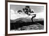 Colorado - Longs Peak from the Lone Pine on High Drive-Lantern Press-Framed Premium Giclee Print