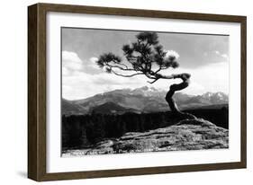 Colorado - Longs Peak from the Lone Pine on High Drive-Lantern Press-Framed Art Print